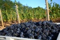 Pinot Noir Grape Harvest Royalty Free Stock Photo