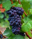 Pinot Noir Grapes