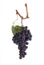 Pinot Noir grapes