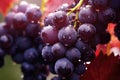 Pinot noir grapes clusters hanging from branches still wet with morning dew