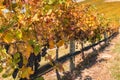 Pinot Noir grapes growing on vine in New Zealand vineyard at harvest time Royalty Free Stock Photo