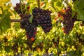 Pinot Noir grapes at harvest time in organic vineyard Royalty Free Stock Photo
