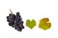 Pinot noir grapes and leaves on white background with copy space above Royalty Free Stock Photo