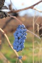 Pinot noir grapes ready fall season- October wine tours Royalty Free Stock Photo