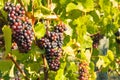 Pinot Noir grapes ripening on vine in vineyard at harvest time Royalty Free Stock Photo