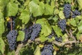 Pinot Noir Grapes on a Vine Champagne Royalty Free Stock Photo