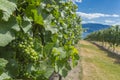 Pinot Noir Grapes in Vineyard Okanagan British Columbia Canada