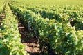 Pinot noir red wine grapes vineyard burgundy france field landscape