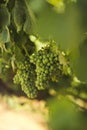 Pinot Noir Ripens on the Vine