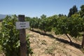 Pinot noir vineyard