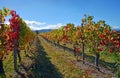 Pinot Noir Vineyard in Autumn, Marlborough, New Zealand