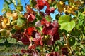 Pinot Noir Vineyard in Autumn, Marlborough, New Zealand