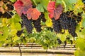 Pinot Noir vineyard with bunches of ripe grapes at harvest time Royalty Free Stock Photo