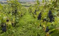 Pinot Noir Vineyard at Hautvillers Royalty Free Stock Photo