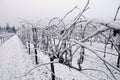 Pinot Noir vineyard in winter Royalty Free Stock Photo