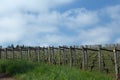 Pinot Noir Vineyards, Oregon