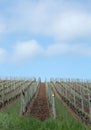 Pinot Noir Vineyards, Oregon Royalty Free Stock Photo