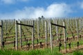 Pinot Noir Vineyards, Oregon Royalty Free Stock Photo