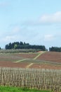 Pinot Noir Vineyards, Oregon Royalty Free Stock Photo