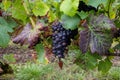 Pinot noir wine grapes ripening on grand cru vineyards of famous champagne houses in Montagne de Reims near Verzenay, Champagne,