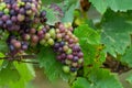 Pinot noir wine grapes ripening on grand cru vineyards of famous champagne houses in Montagne de Reims near Verzenay, Champagne,