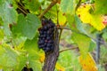 Pinot noir wine grapes ripening on grand cru vineyards of famous champagne houses in Montagne de Reims near Verzenay, Champagne, Royalty Free Stock Photo