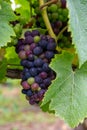 Pinot noir wine grapes ripening on grand cru vineyards of famous champagne houses in Montagne de Reims near Verzenay, Champagne, Royalty Free Stock Photo