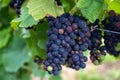 Pinot noir wine grapes ripening on grand cru vineyards of famous champagne houses in Montagne de Reims near Verzenay, Champagne, Royalty Free Stock Photo