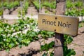 PINOT NOIR Wine sign on vineyard. Vineyard landcape