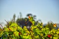 Pinotage grape vineyard and wine plantation in Stellenbosch Cape town Royalty Free Stock Photo