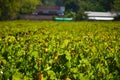 Pinotage grape vineyard and wine plantation in Stellenbosch Cape town