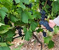 Pinotage grapes Royalty Free Stock Photo