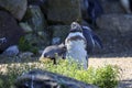 Pinquins in a water bath at Ouwehands Zoo