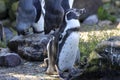 Pinquins in a water bath at Ouwehands Zoo