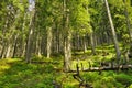 Highland pins forest from Carpathians