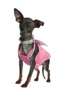 Pinscher (10 months old) Royalty Free Stock Photo