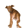 Pinscher