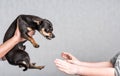 Pinscher dog aggressive reaction Royalty Free Stock Photo