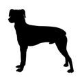 Pinscher Dog Silhouette