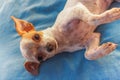 Chihuahua lying on pillow