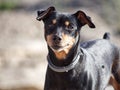 Pinscher miniature