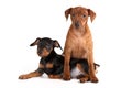 Pinscher puppies