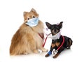 Pinscher and spitz in studio Royalty Free Stock Photo