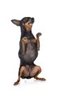 Pinscher in studio Royalty Free Stock Photo