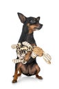 Pinscher in studio Royalty Free Stock Photo