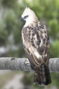 Pinsker's hawk-eagle