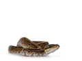 Pinstripe Ball python snake on white background