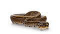 Pinstripe Ball python snake on white background
