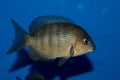 Pinstripe damba cichlid Paretroplus menarambo Royalty Free Stock Photo