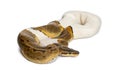 Pinstripe Pied Royal python, ball python, Python regius, snake crawling against white background Royalty Free Stock Photo